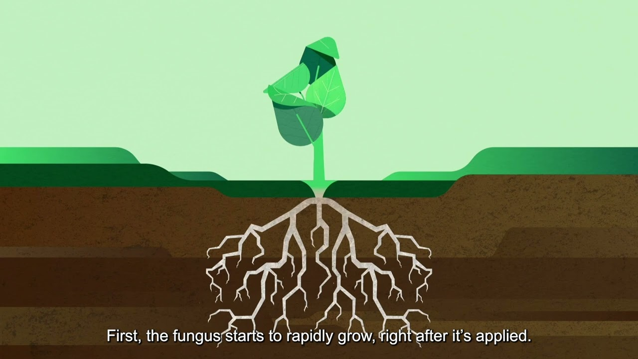 Mode of action - Trianum Mode of action - Trianum