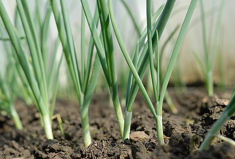 Onion