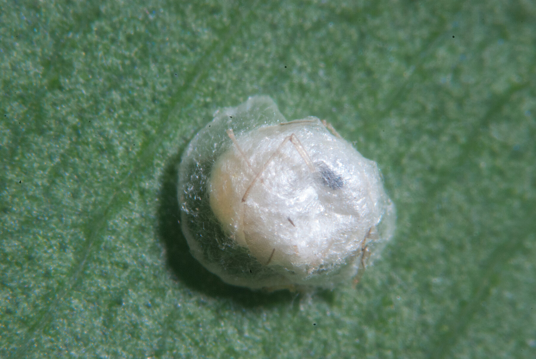 Praon volucre (Parasitic Wasp): Biological Control of Aphids