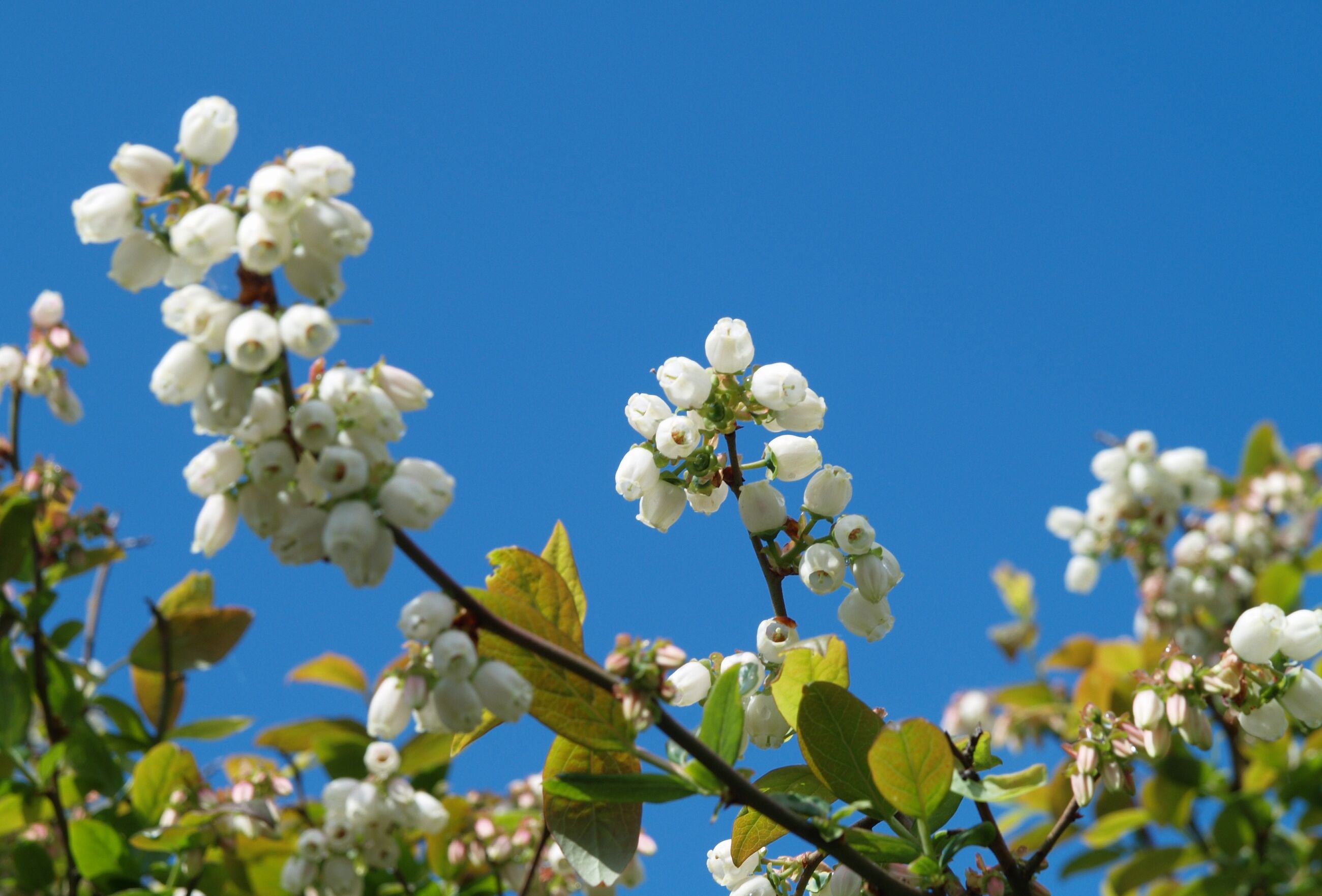 Flowering and Pollination in Blueberry