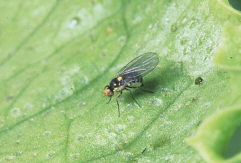 Pea leaf miner