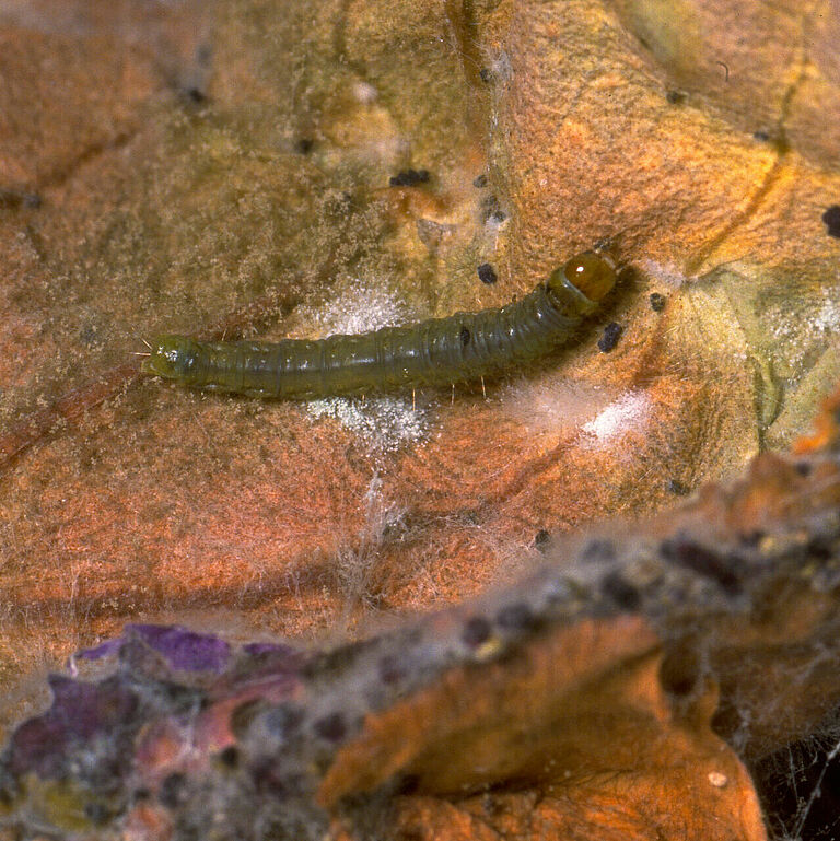 Oblique-banded caterpillar Clepsis spectrana Larva