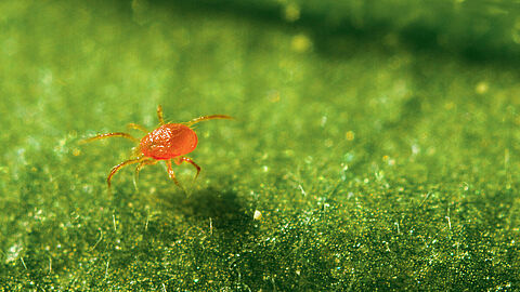 Phytoseiulus_persimilis_Koppert_BIological_Systems-2.20220104104737546.jpg