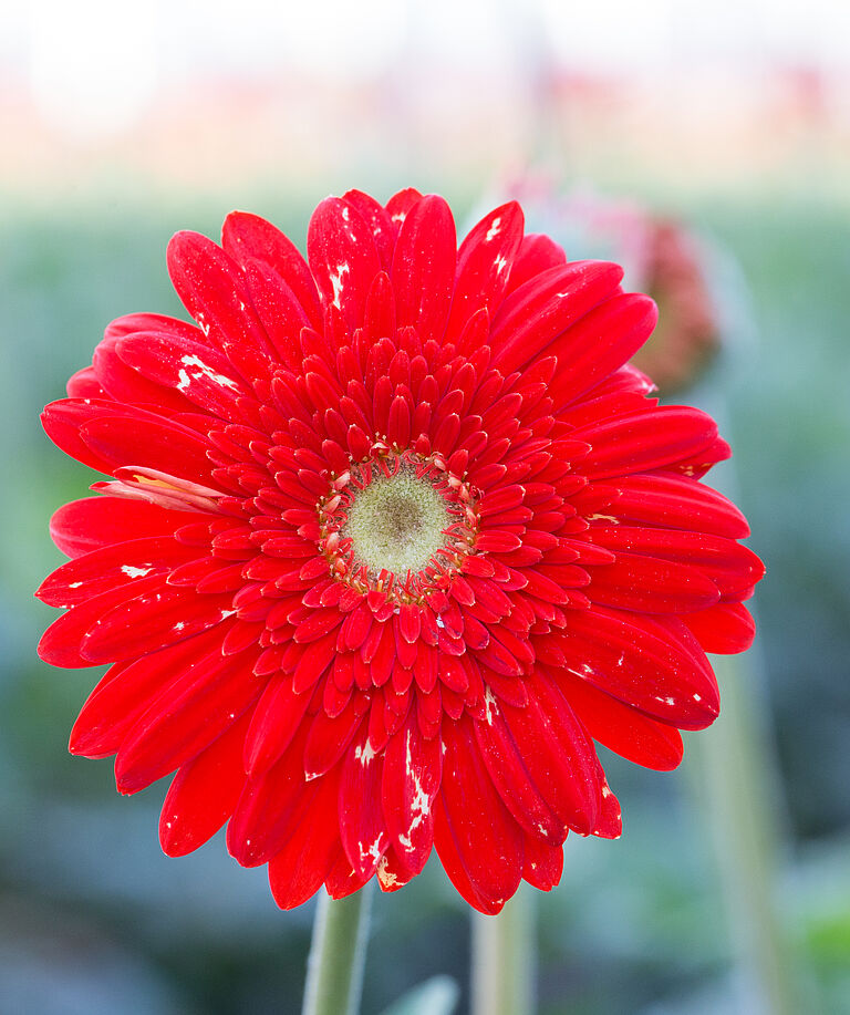 Western Flower Thrips Frankliniella occidentalis damage on a gerbera flower