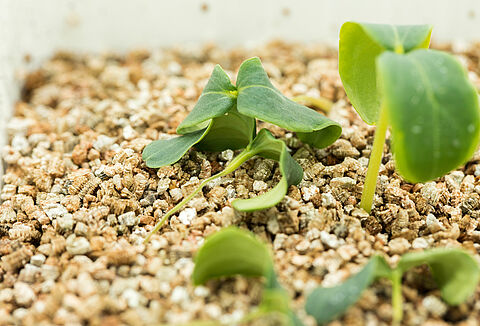 Black-leg of seedlings Pythium ultimum in petri dish
