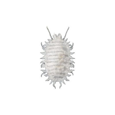 Planococcus citri adult female