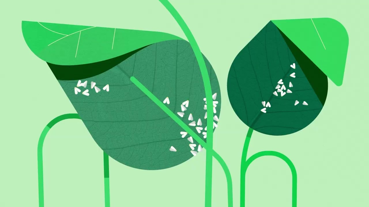 Mycotal: how does it work?