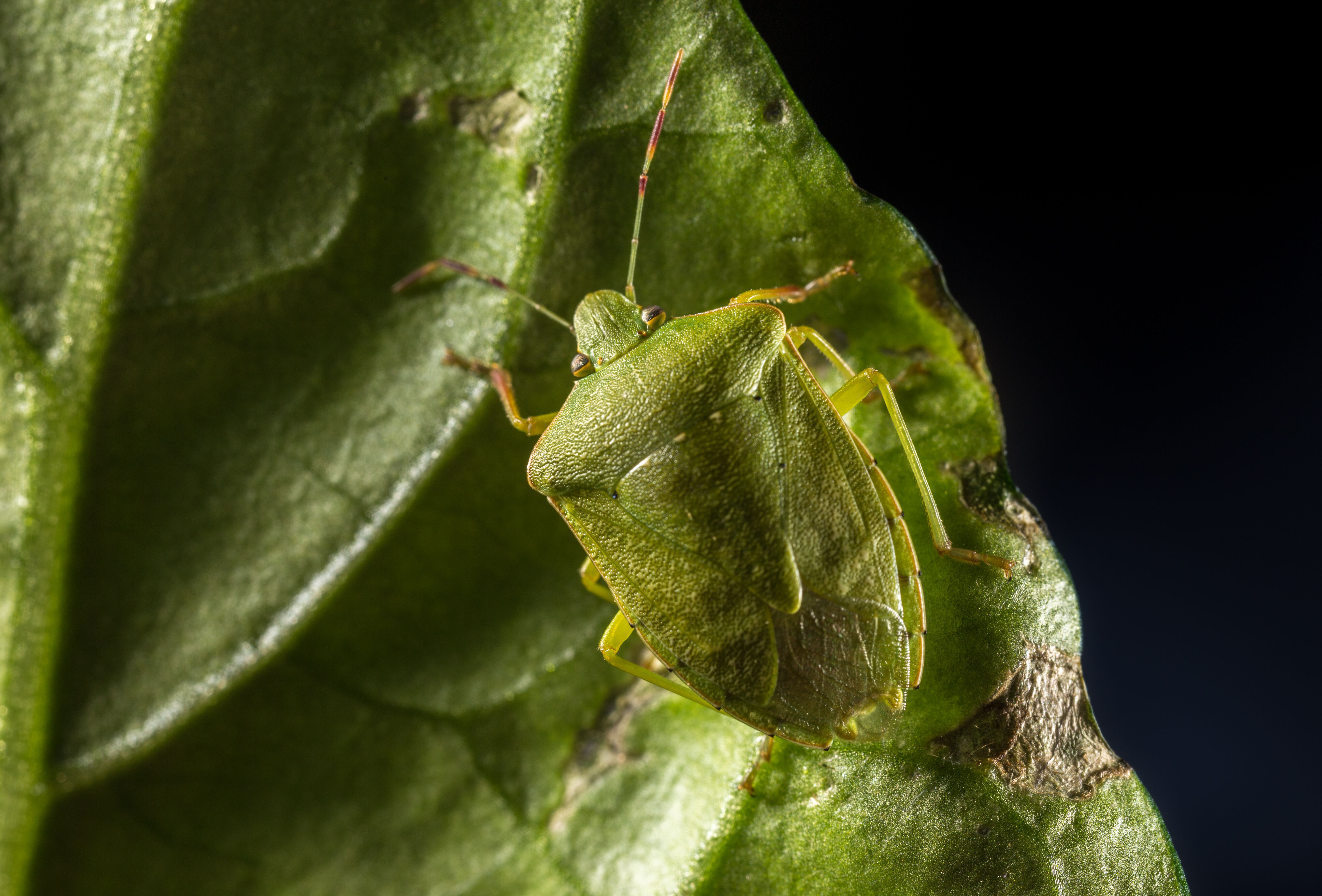 Biological solution against green shield bug