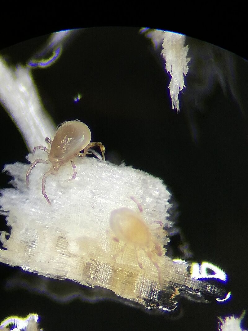 Phytoseiulus_predatory_mite_AJACKSON__12521.jpg