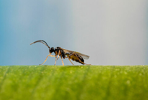Aphidius ervi