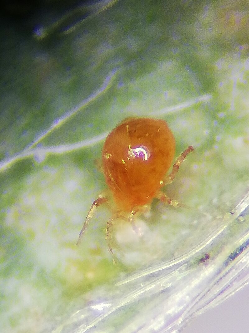 17-A_Phytoseiulus.jpg
