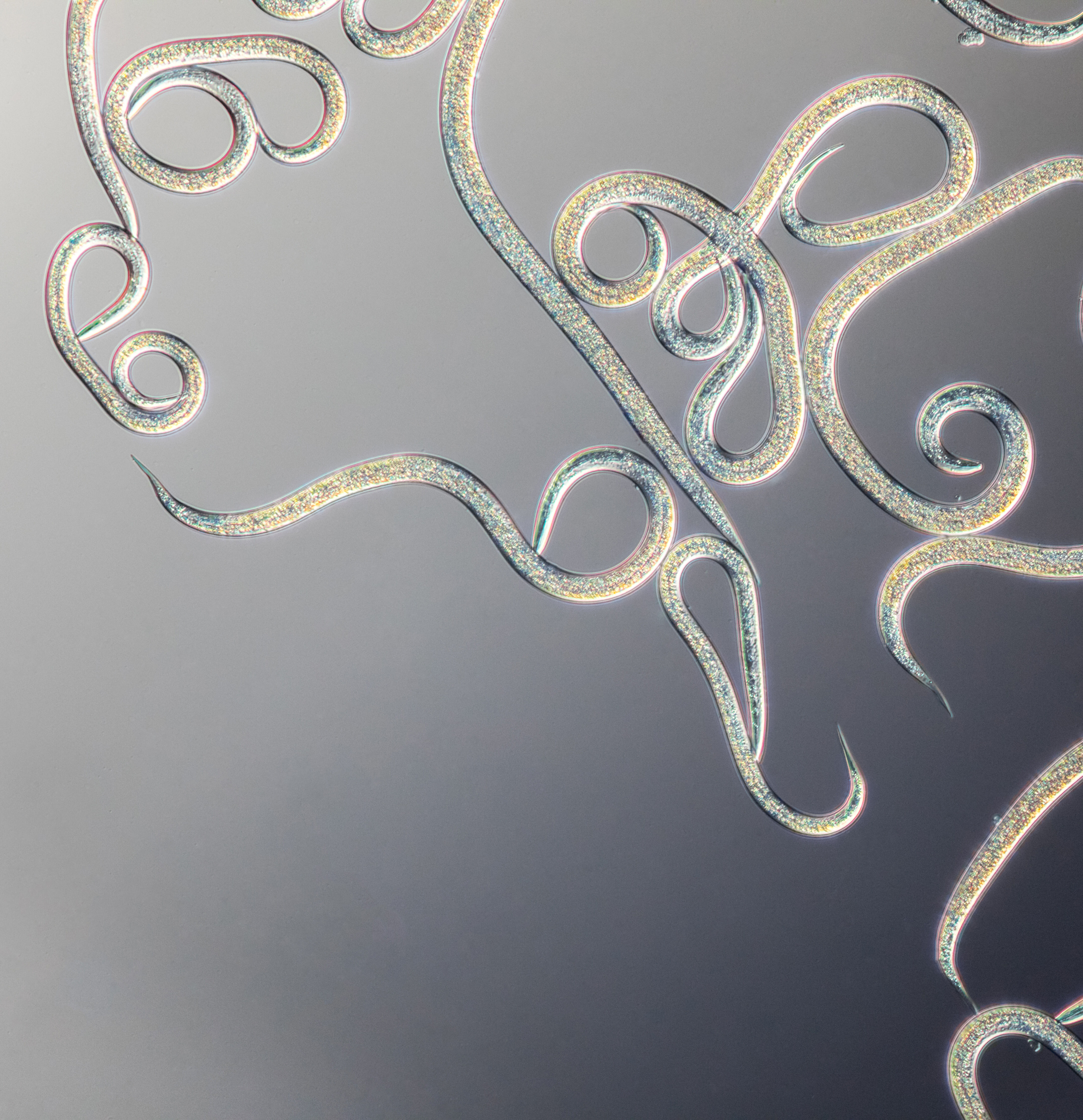 FAQ nematodes (kopie 2)