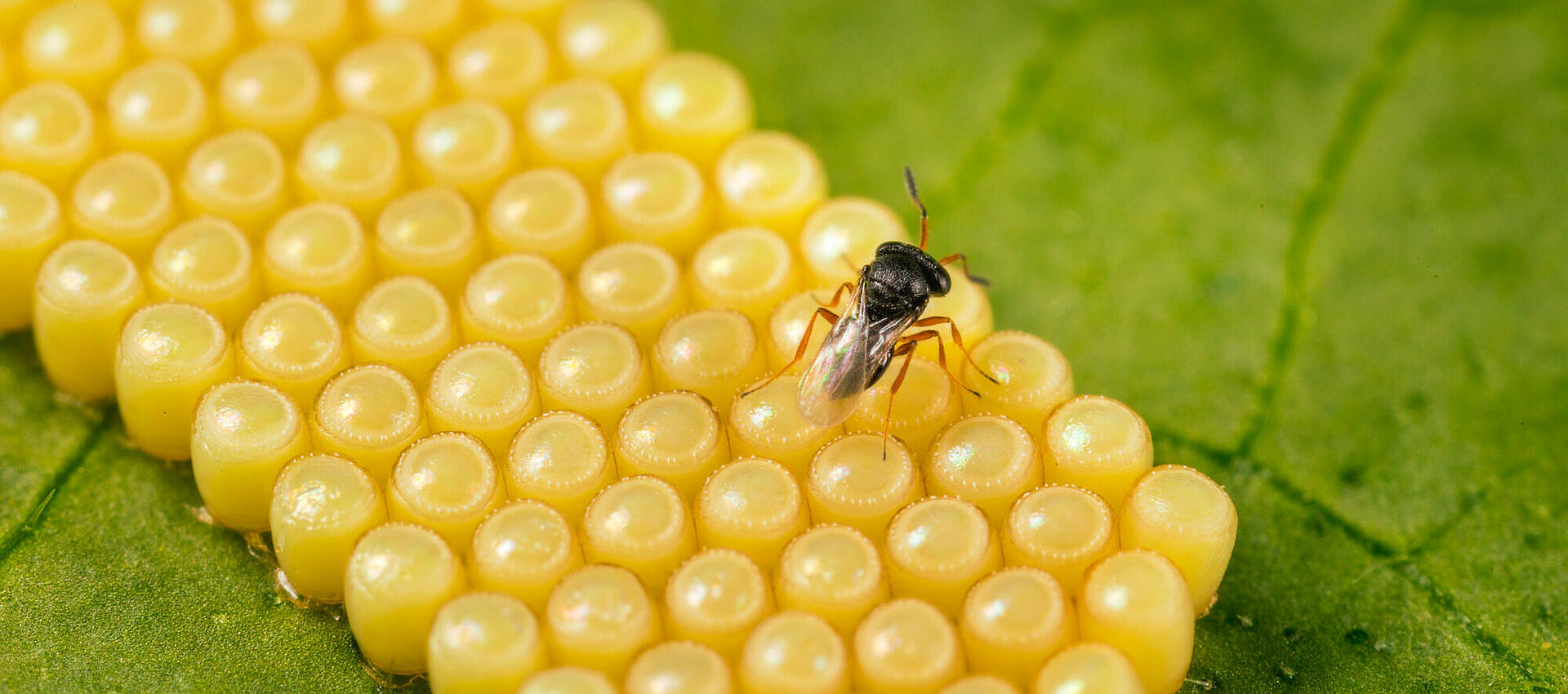 Parasitoid Wasps for Pest Control