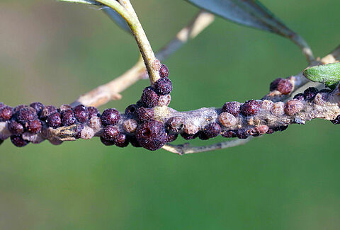 Olive scale