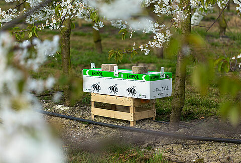 Fruit grower uses Natupol Tripol for outdoor pollination