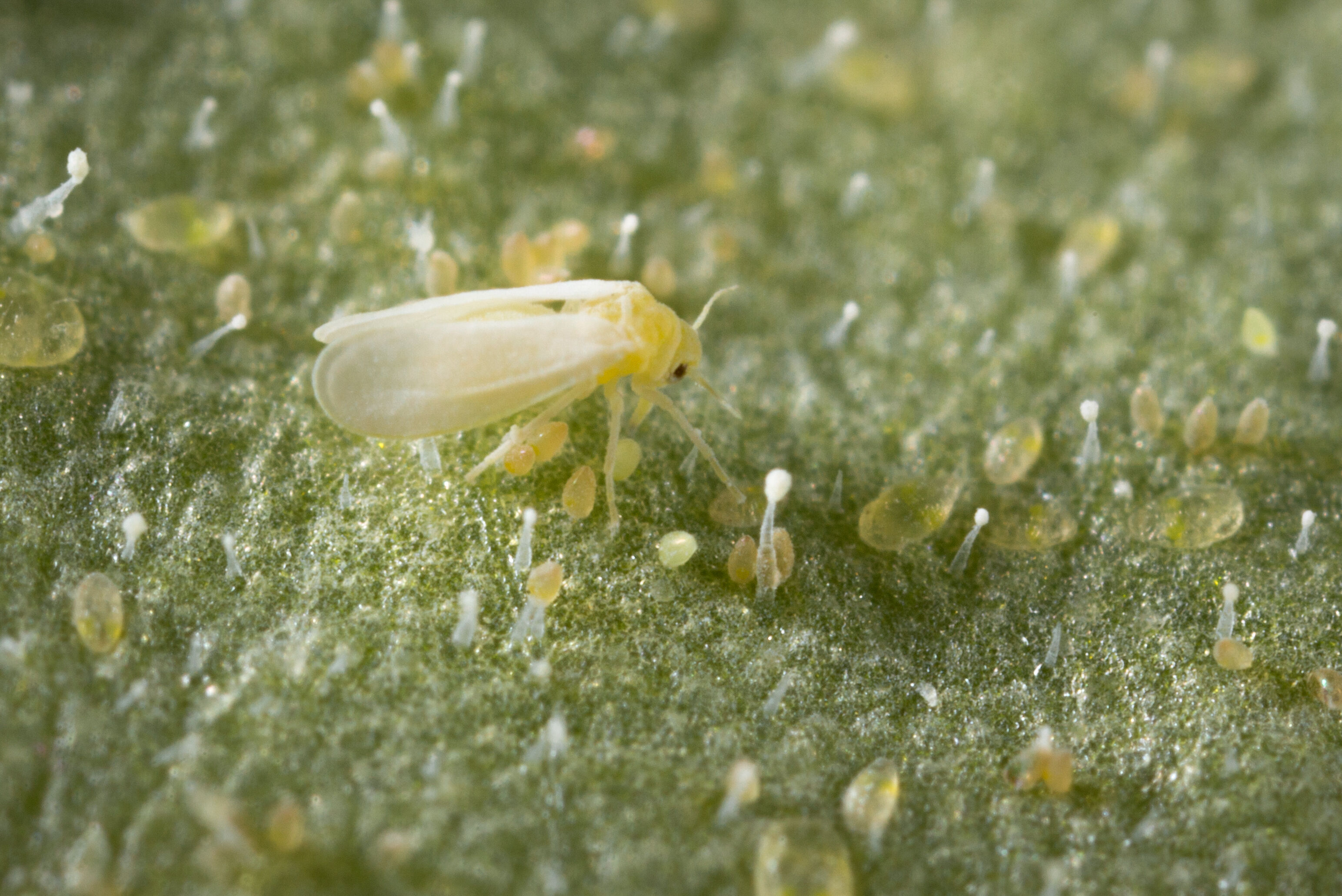 Checklist growing lights