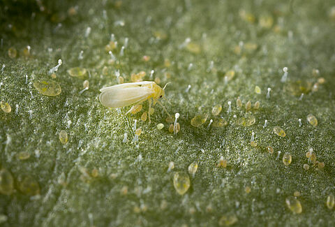 Tobacco whitefly