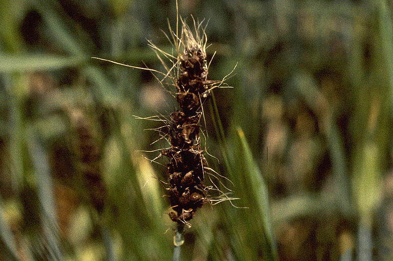 Ustilago nuda barley