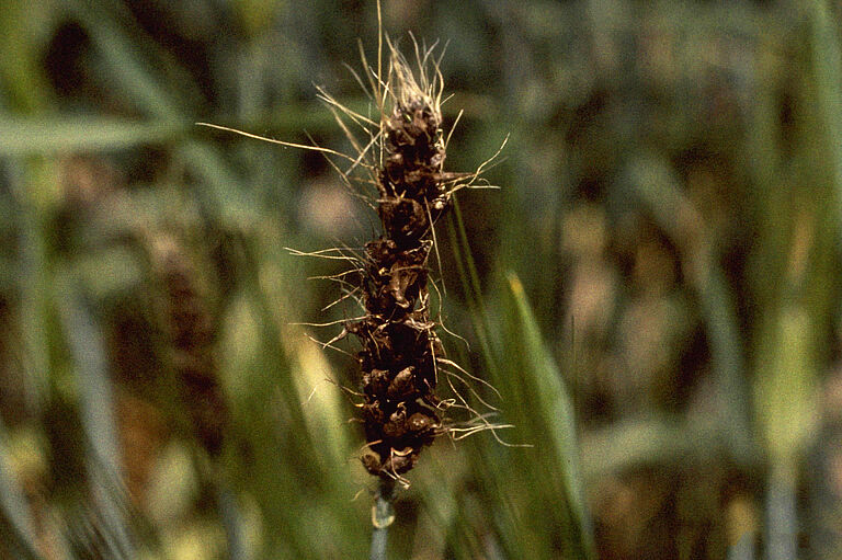 Ustilago nuda barley