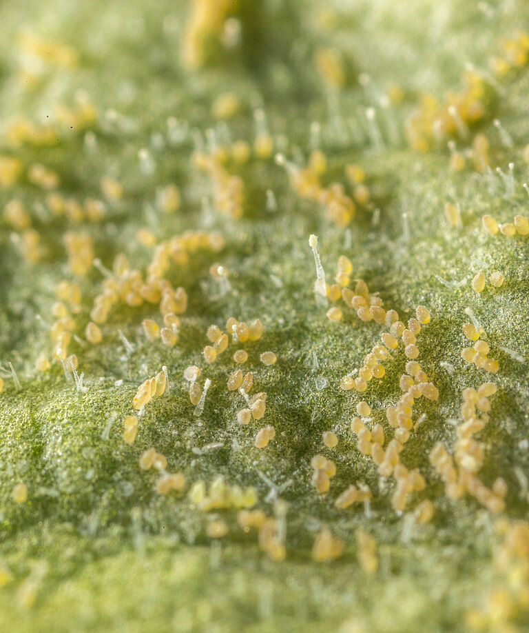 Tobacco whitelfy Bemisia tabaci infestation on leaf