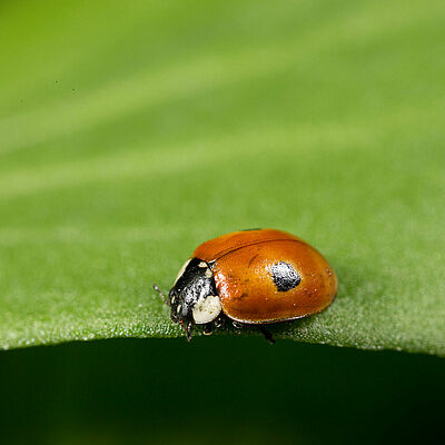 Adalia bipunctata adult stage