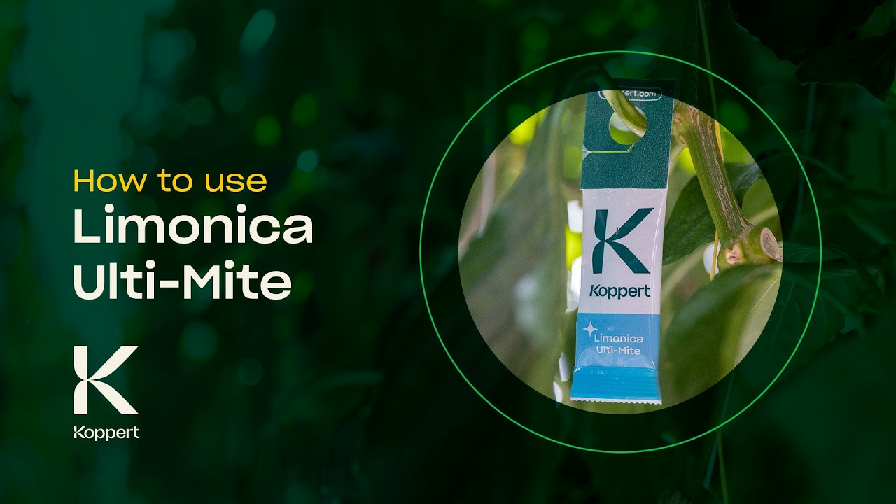 How to Use Limonica Ulti-Mite - Predatory Mites (Amblydromalus limonicus) - Thrips, Whitefly Control