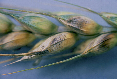 Glume blotch