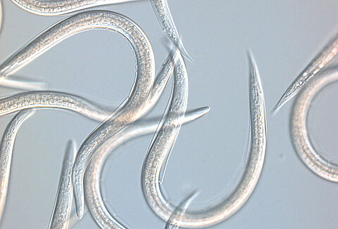 Beneficial Nematodes For Biological Pest Control