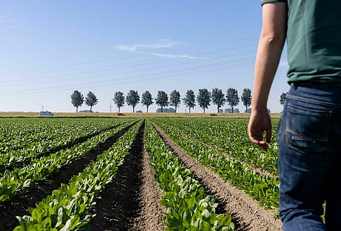 Grower Koen - Embracing biological crop protection in agriculture