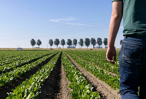 Grower Koen - Embracing biological crop protection in agriculture
