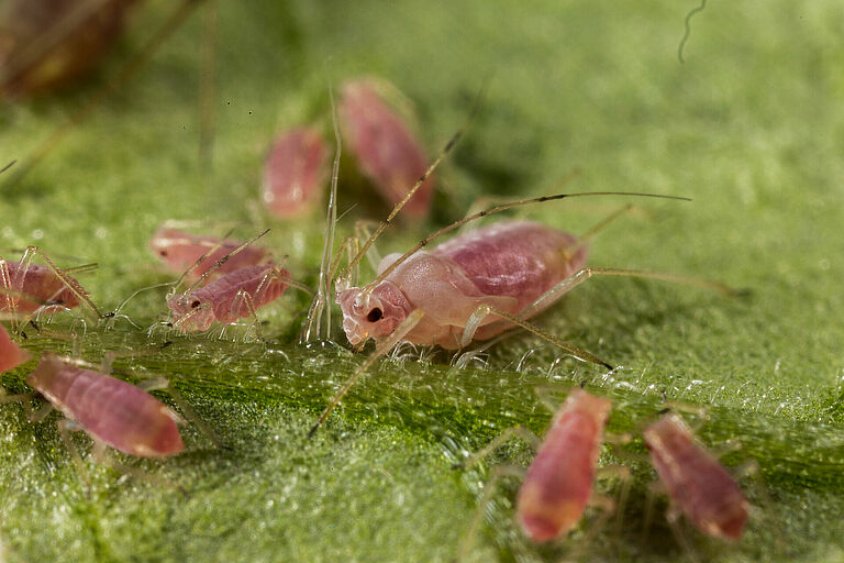 Potato aphid Macrosiphum euphorbiae