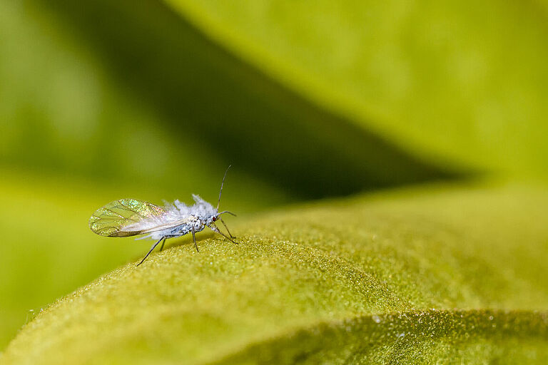 Woolly aphid Eriosoma lanigerum