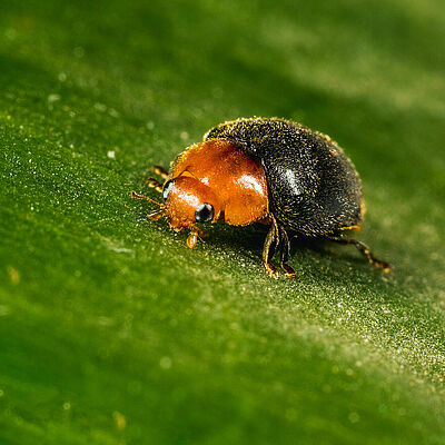 Crypolaemus montrouzeri adult stage