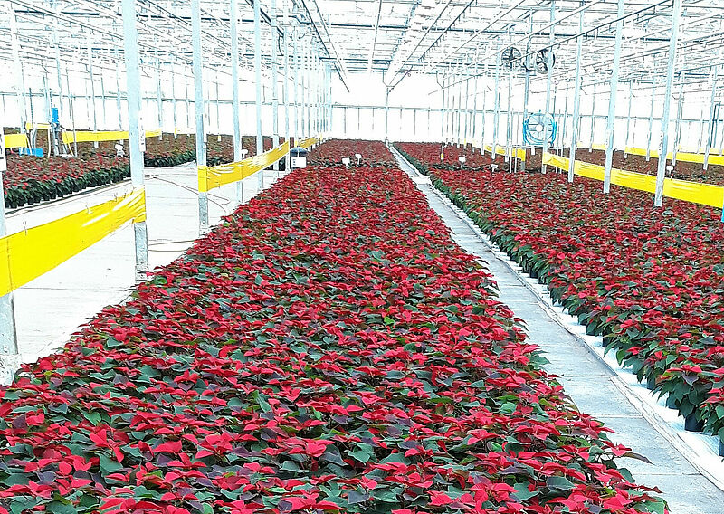 PoinsettiaTop.jpg