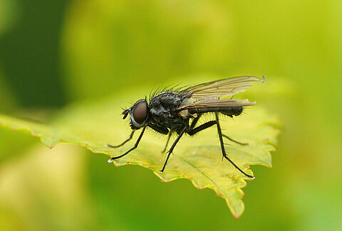 Bean seed fly
