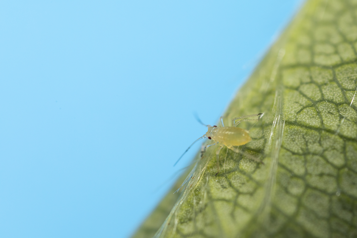 Geranium aphid Acyrthosiphon malvae rogersii