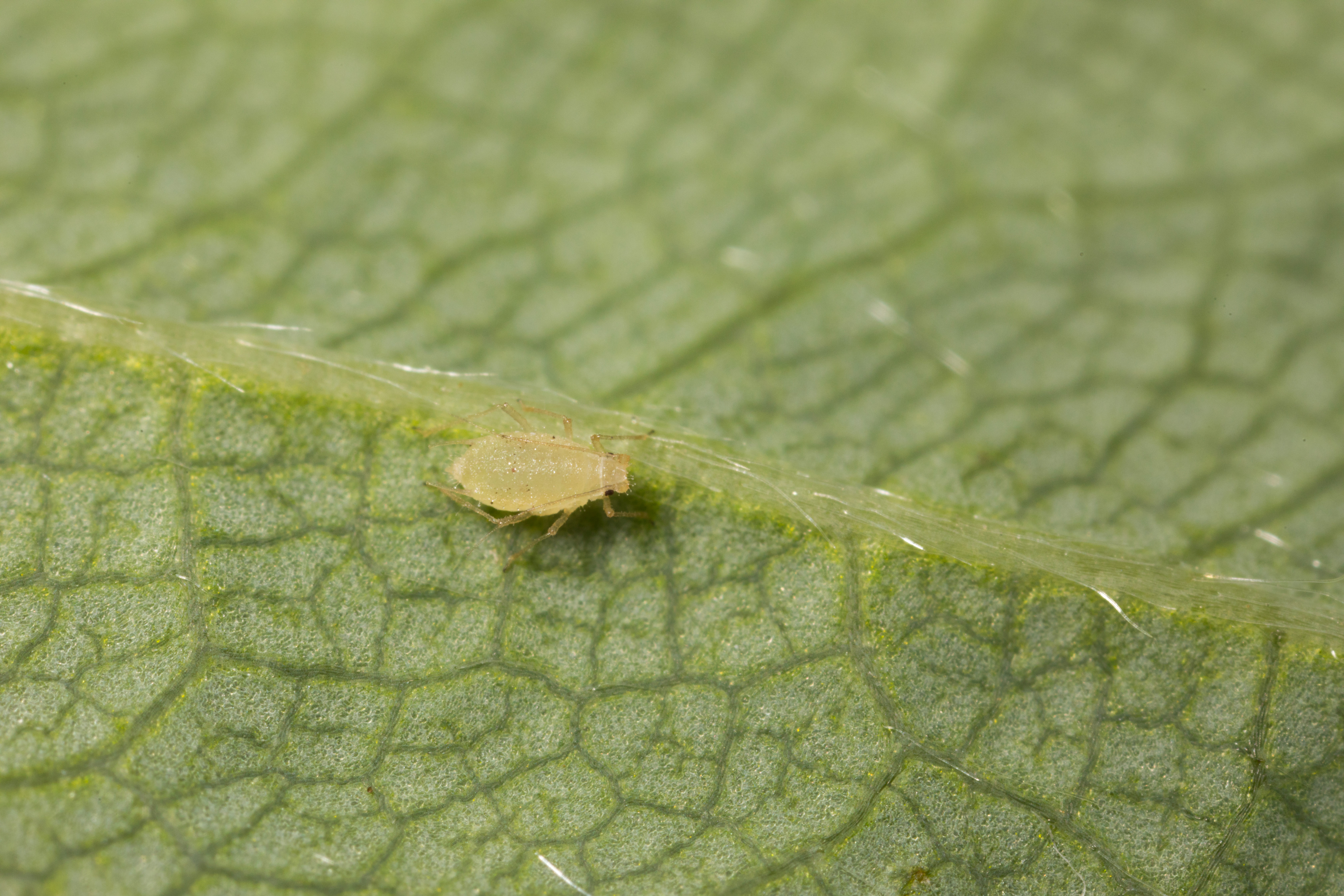 Strawberry aphid