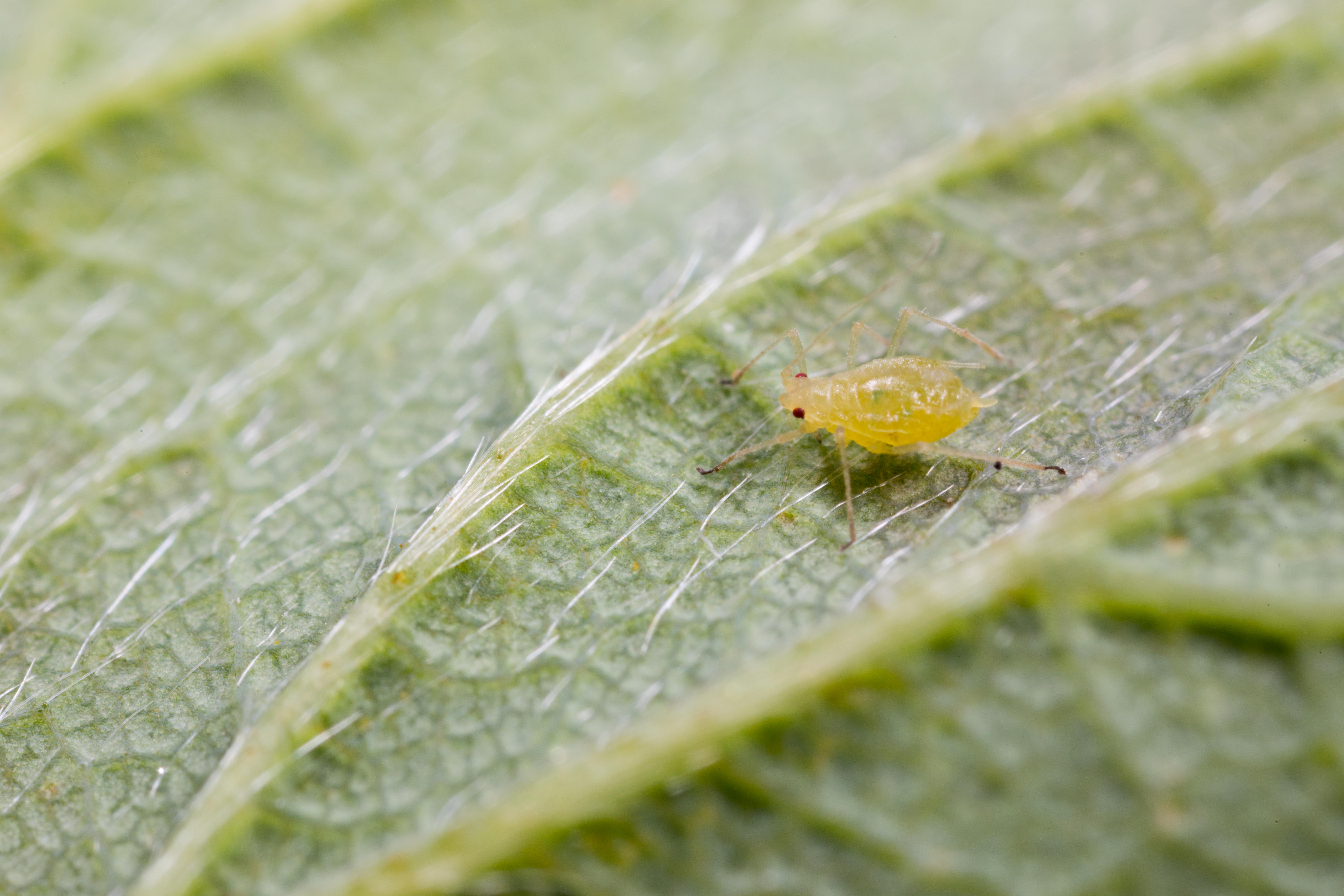 Yellow rose aphid Rhodobium porosum