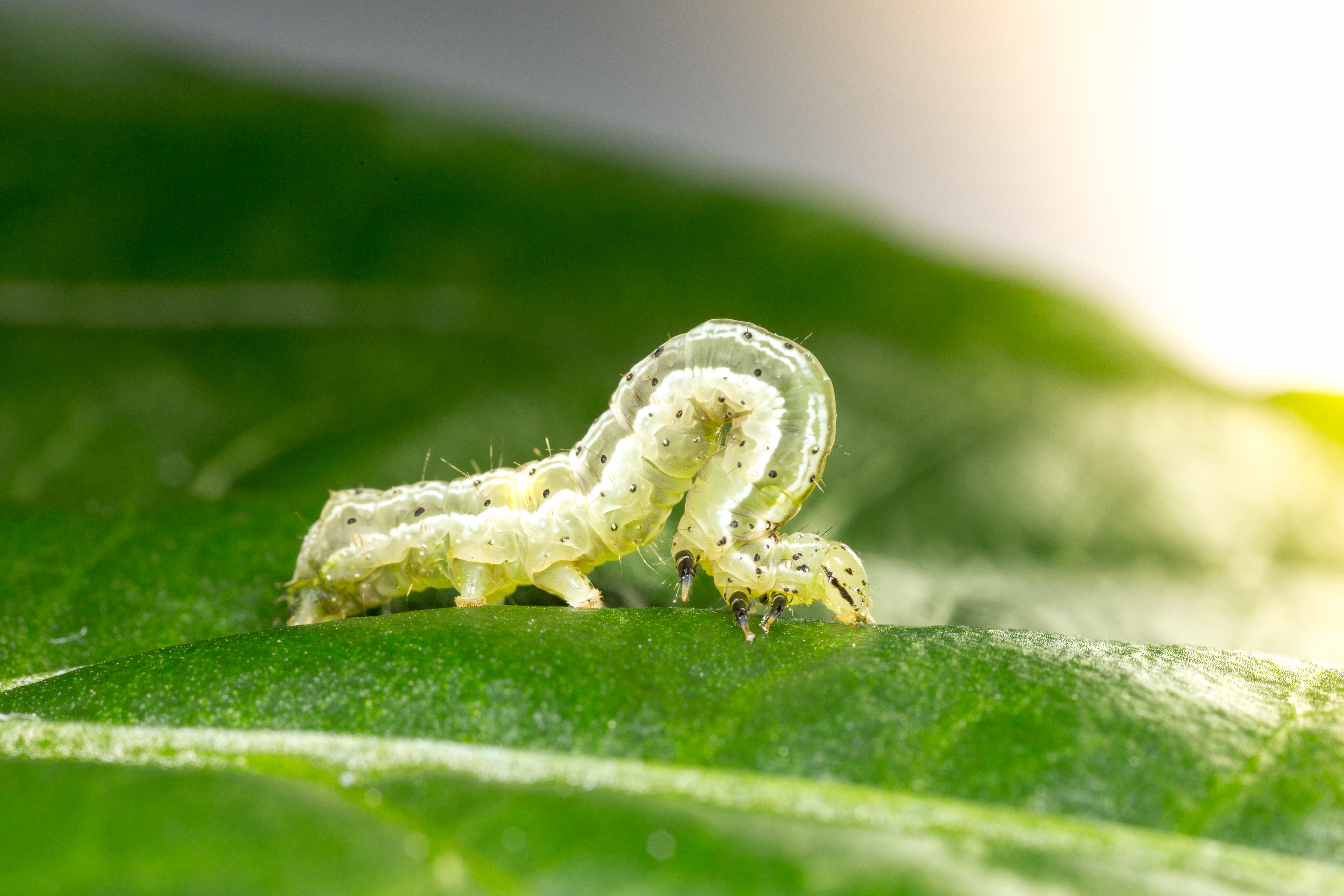 Golden twin-spot moth Chrysodeixis chalcites Larva