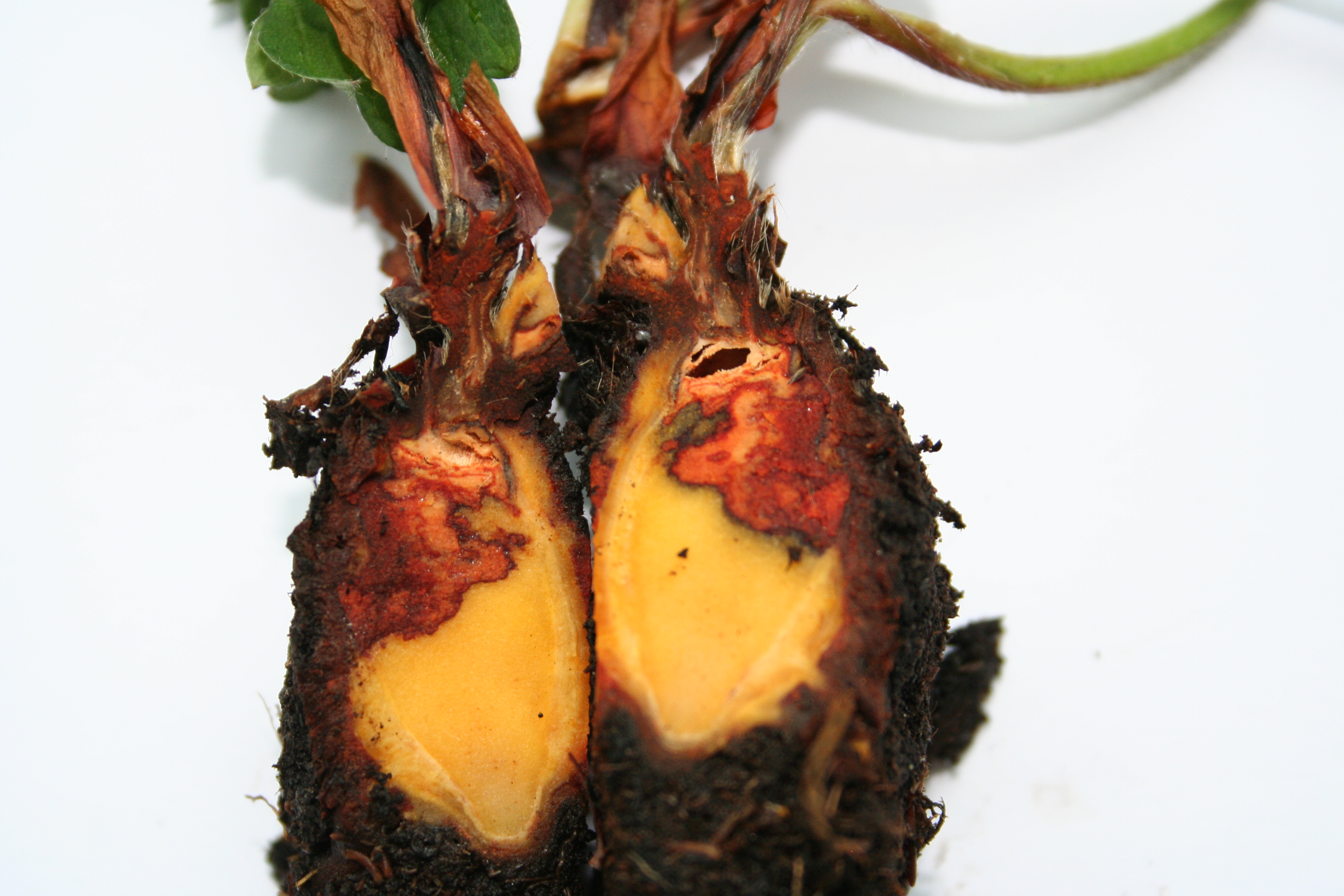 Strawberry roots infected with Pestalotiopsis clavispora