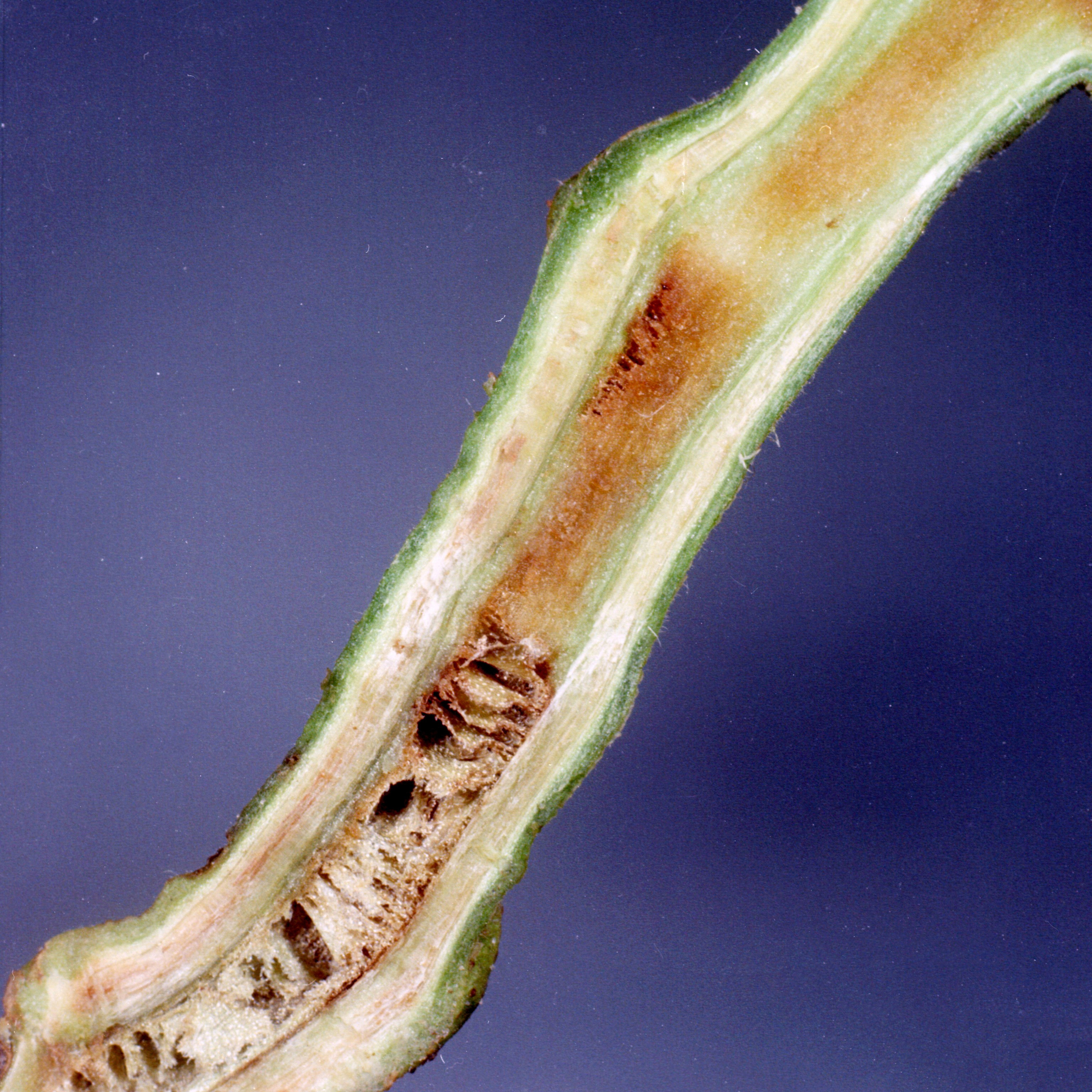 Tomato damage caused by Bacterial wilt of potato Ralstonia solanacearum