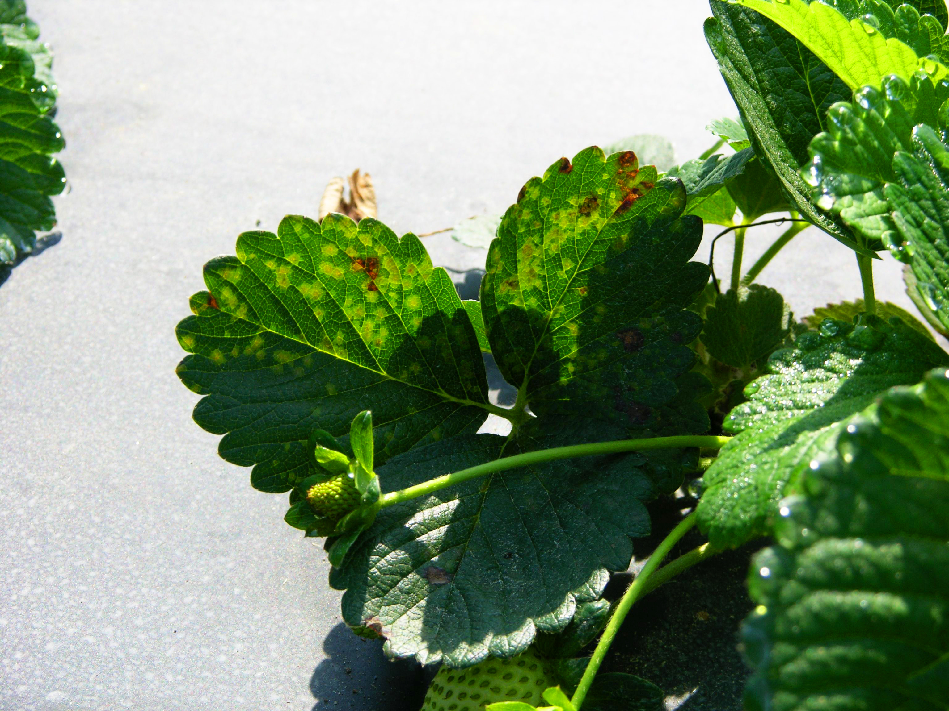 Angular leaf spot Xanthomonas fragariae