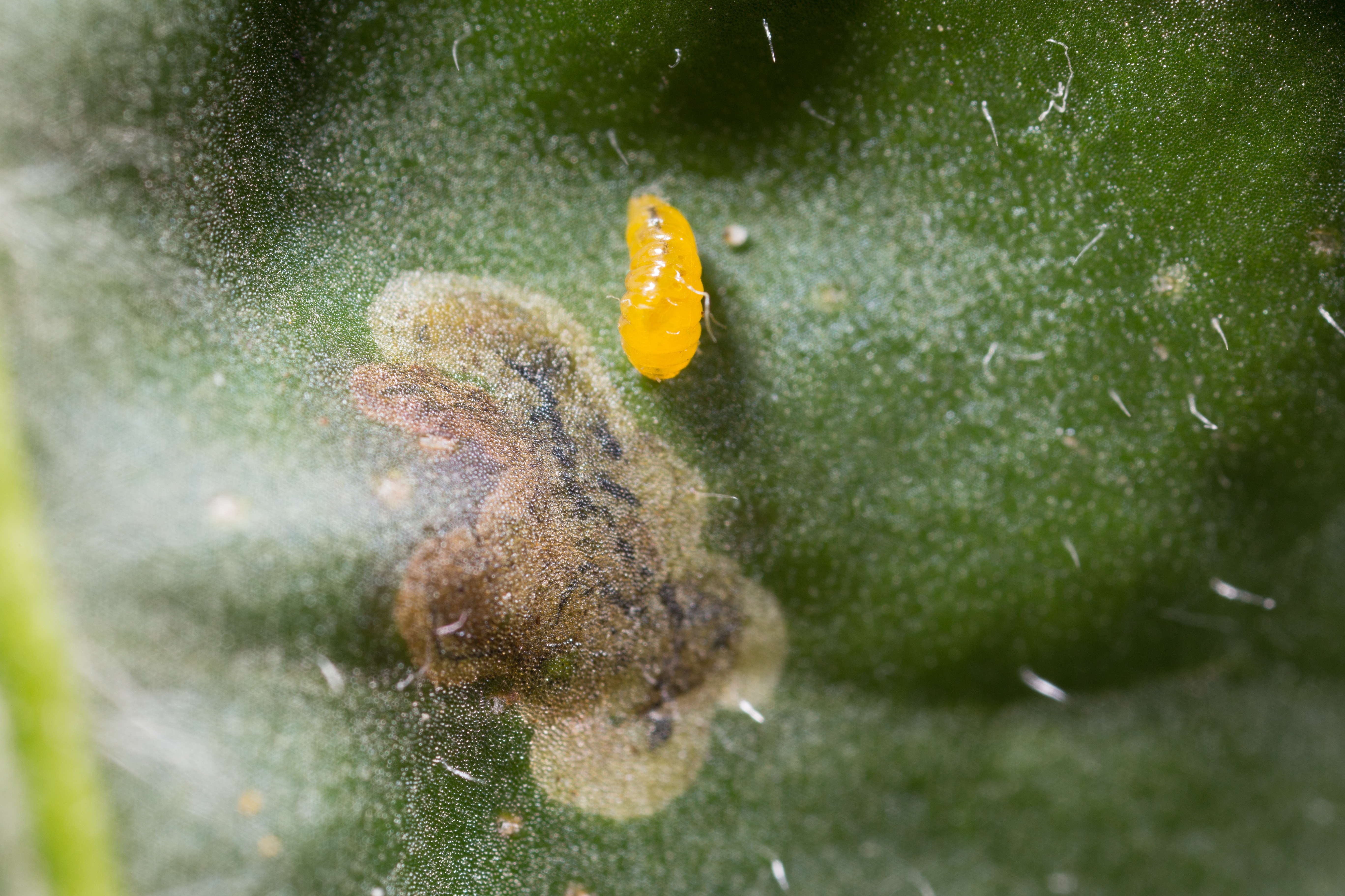 Larva of the American serpentine leafminer Liriomyza trifolii
