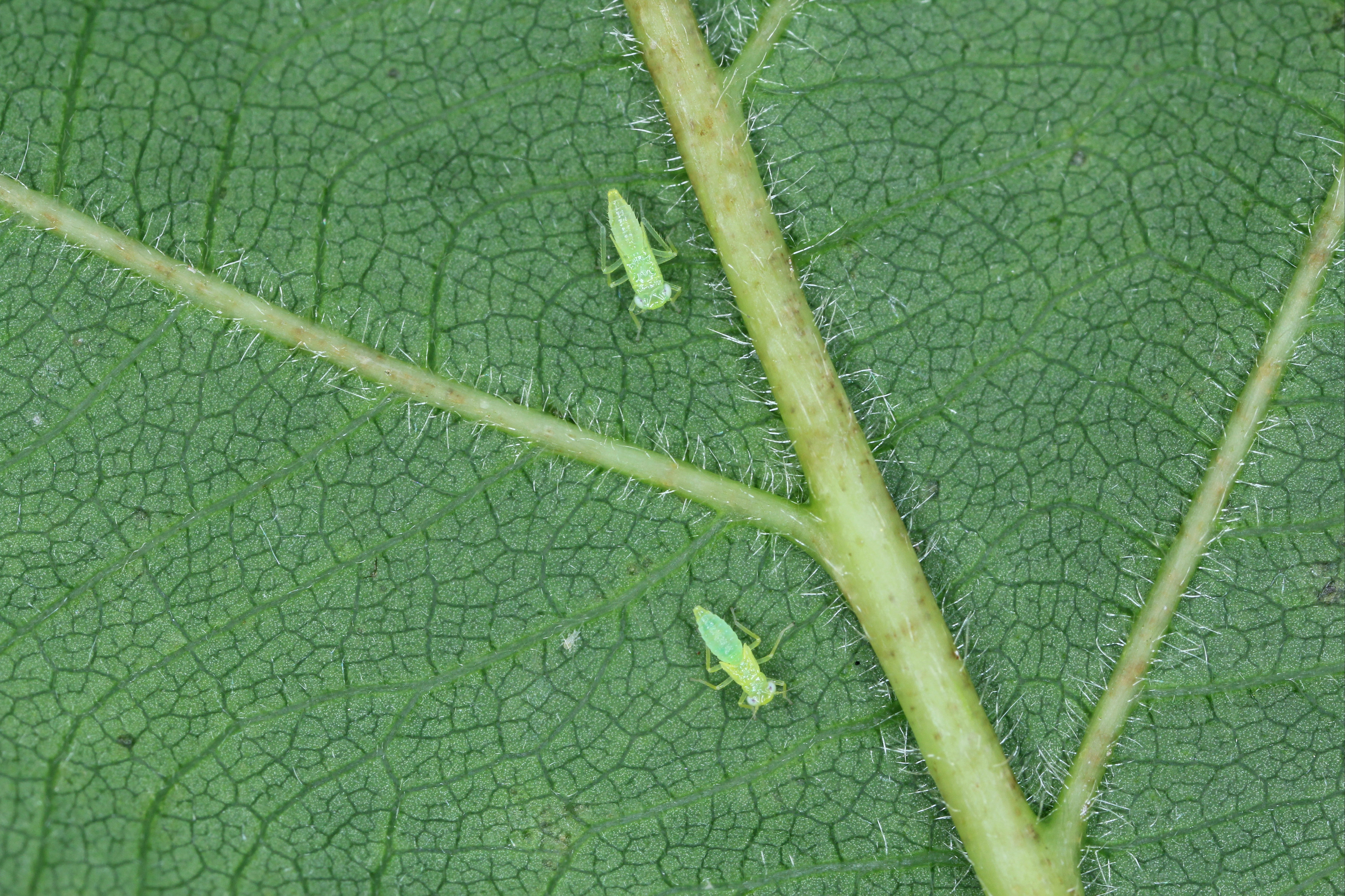Cane fruit EAMU