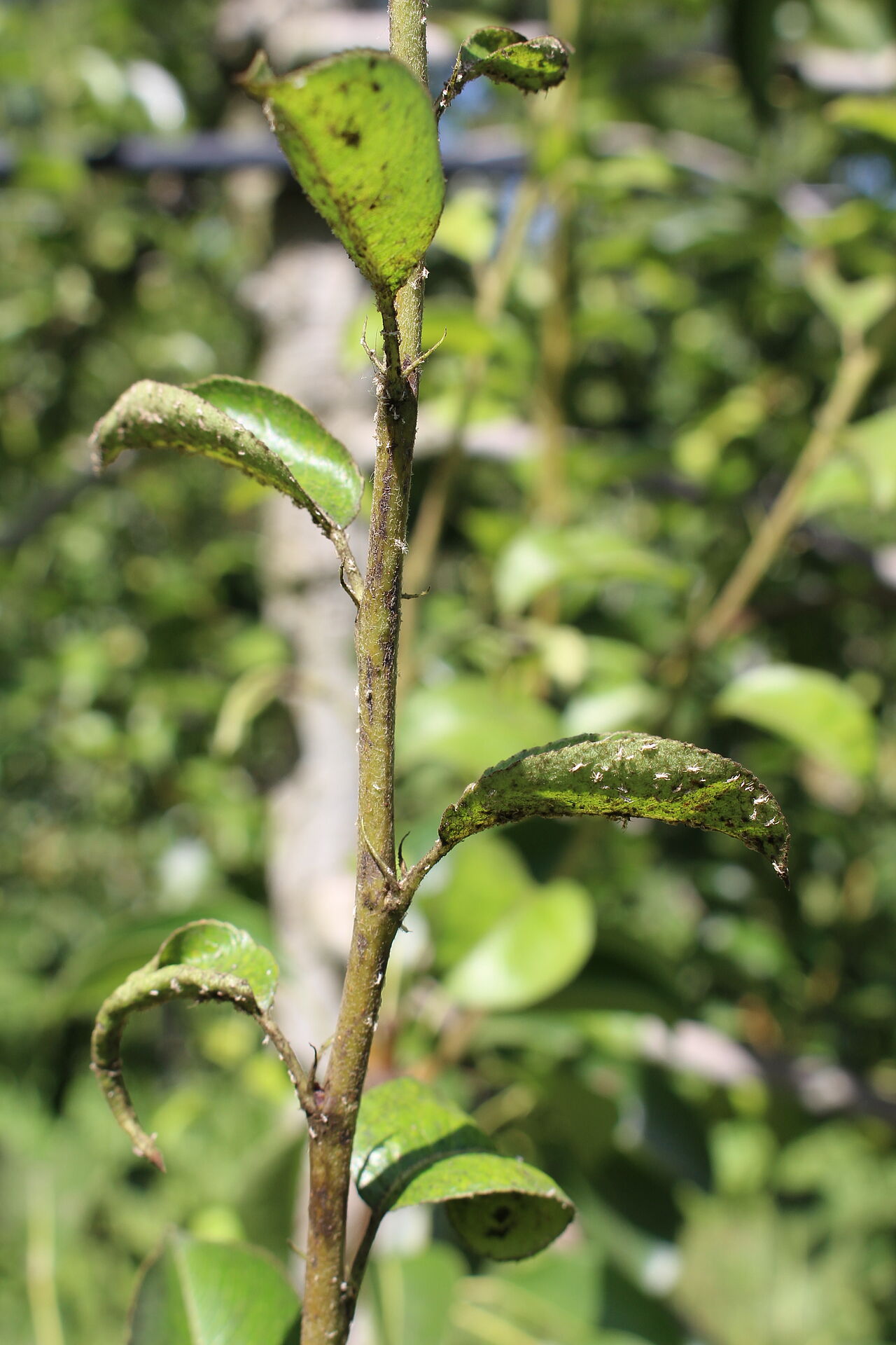 Pear psylla - Biocontrol, Damage and Life Cycle
