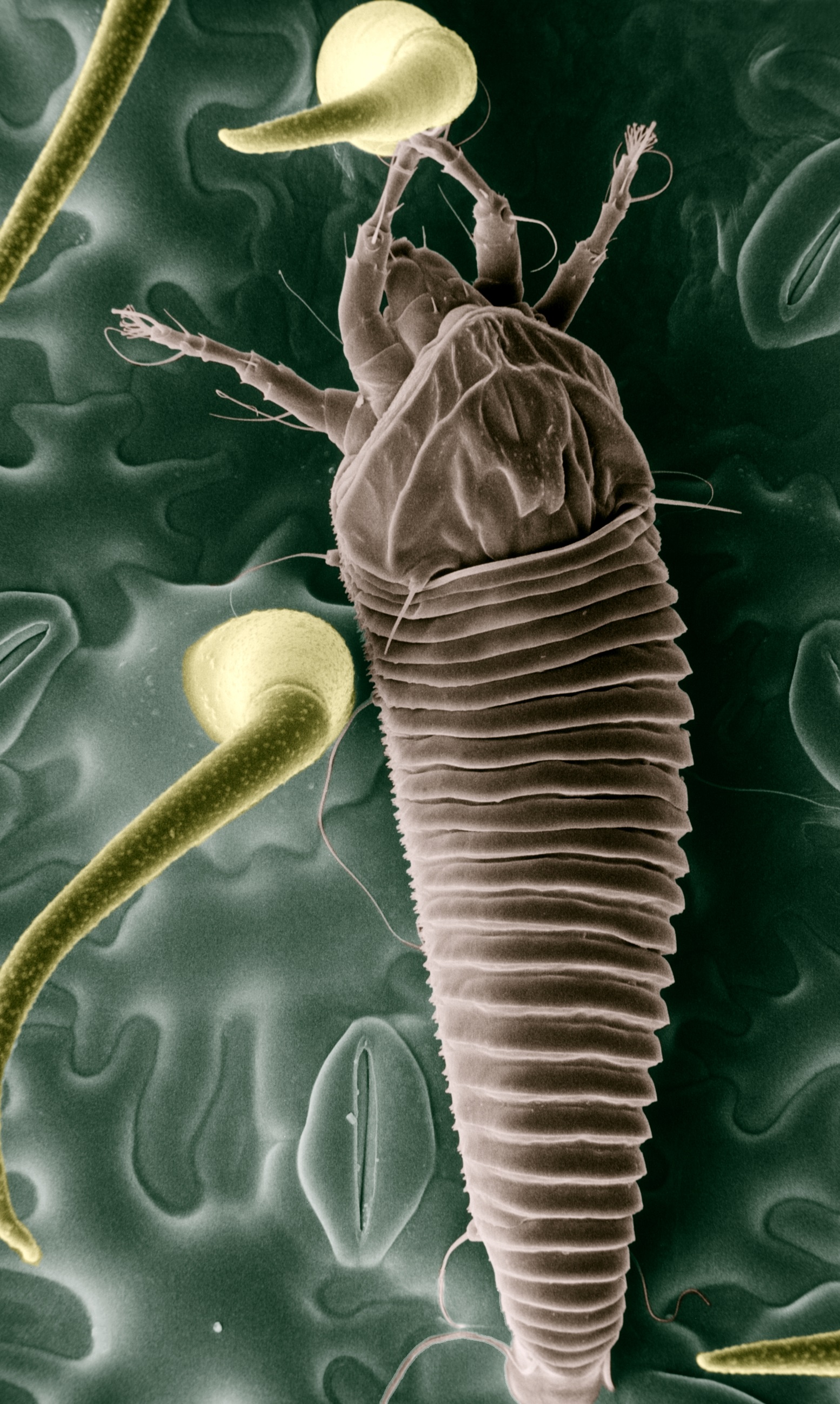 Tomato russet mite Aculops lycopersici adult illustration