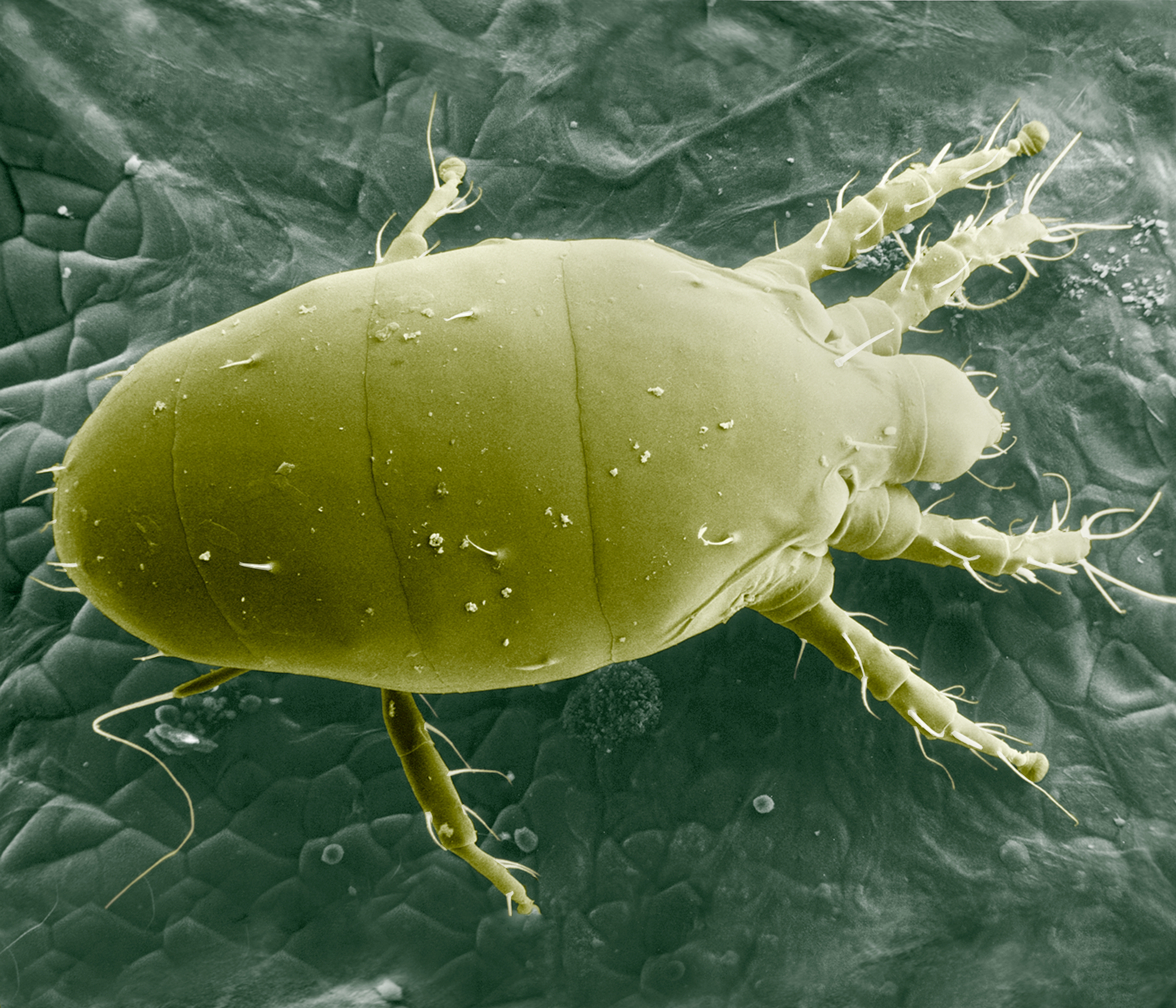 Microscopic picture of Broad mite Polyphagotarsonemus latus