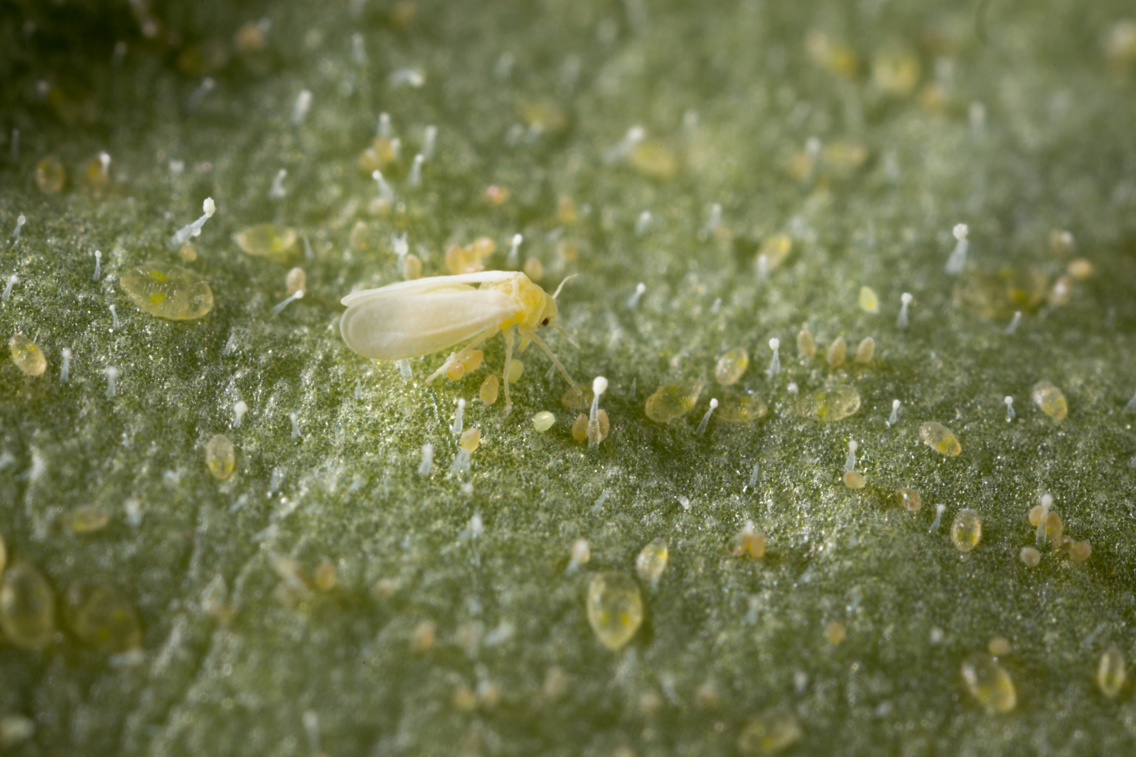 Tobacco whitelfy Bemisia tabaci infestation on leaf