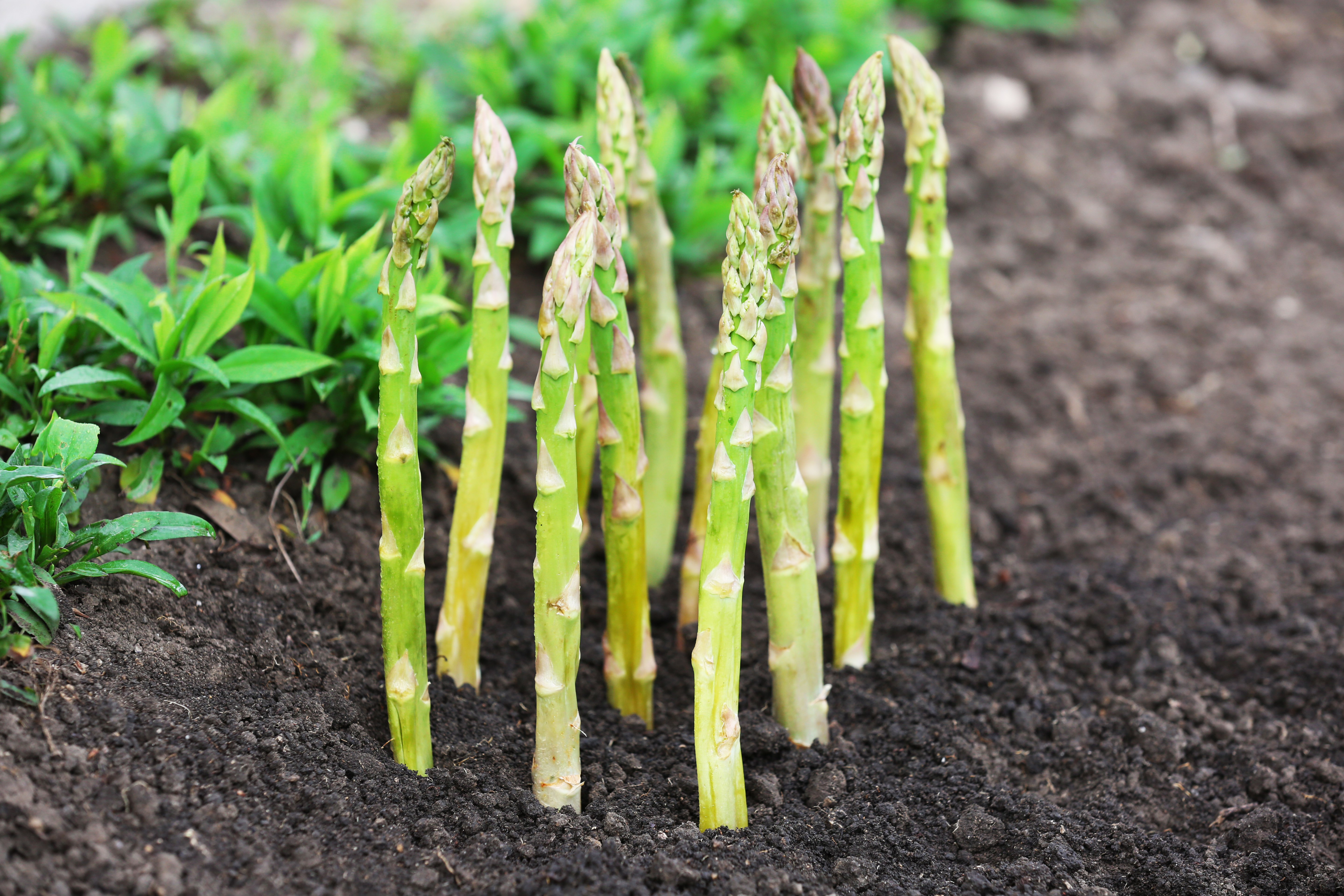 Asparagus