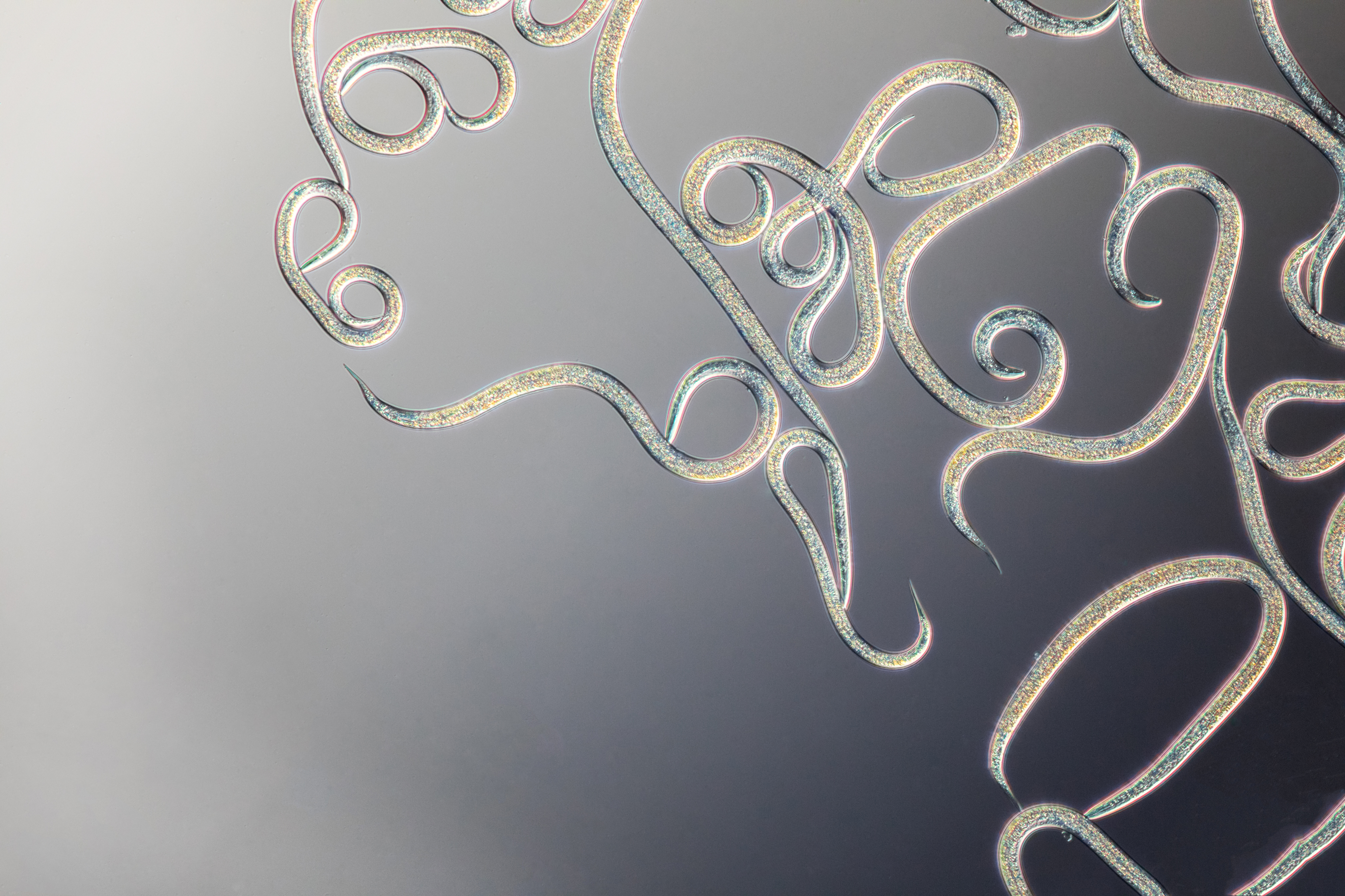 FAQ nematodes